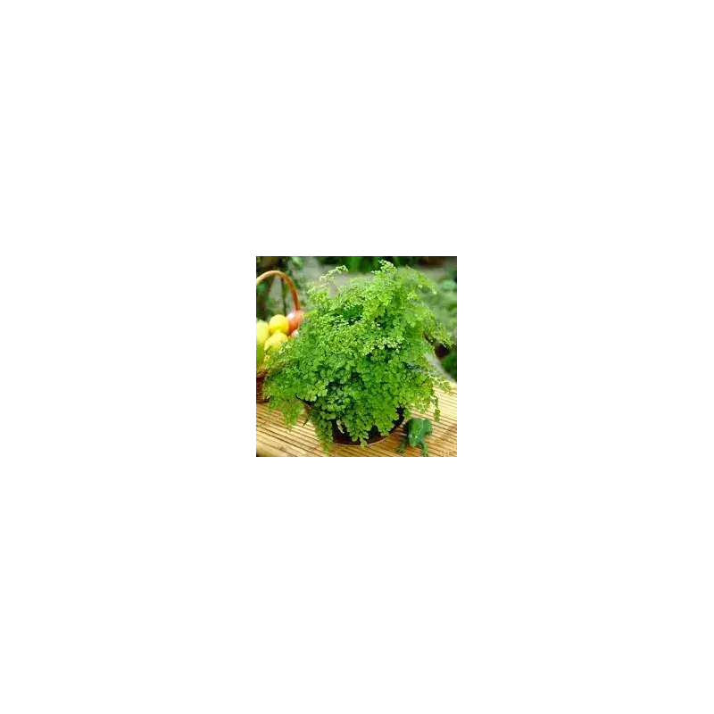 Plus que quelques unités | adiantum Raddianum