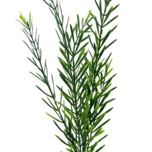 Labeo - Plante de Décoration Algue Verte pour Aquarium - Prix doux