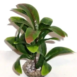 Labeo - Plante de Décoration Anubias pour Aquarium | Meilleur prix