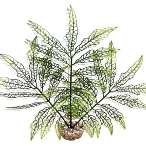 Labeo - Plante de Décoration Herbe Verte pour Aquarium - Petit prix