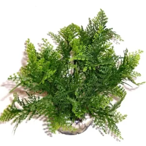 Labeo - Plante de Décoration Sprengeri pour Aquarium - Très apprécié des clients