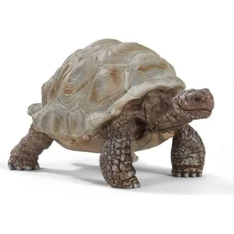 tortue géante | Meilleur prix