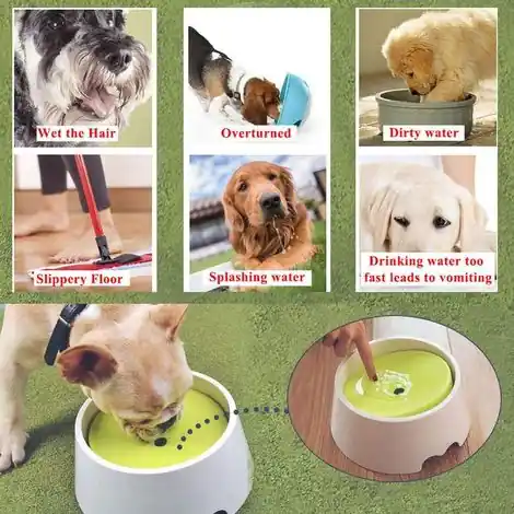 Animalerie Chien Gamelle et distributeur de croquettes pour chien Gamelle et écuelle pour chien - Prix usine