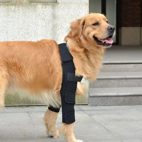 Coussin de soutien de coude respirant pour chien pour le soutien du coude et de l‘épaule du chien Eczéma du coude, dysplasie, arthrose, callosités du coude, compression (L) | Plus que quelques unités