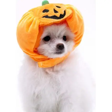Tout juste arrivé - Chapeau citrouille pour animaux petit 20 kg