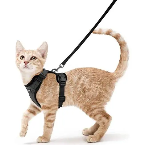 LAN Harnais Chat Petit Chien Laisse Harnais Chaton Réglable Rouge XS Collier Harnai Chat Refléchissant Gilet Respirant pour Lapin, Chat Européen, Maine Coon, Persan, Attache Dessus avec Laisse（noir） - Disponible maintenant