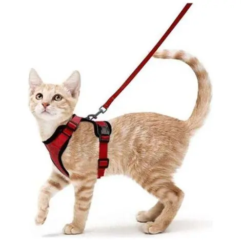 Harnais Chat Petit Chien Laisse Harnais Chaton Réglable Rouge Collier Harnai Chat Refléchissant Gilet Respirant pour Lapin, Chat Européen, Maine Coon, Persan, Attache Dessus avec Laisse（XS -rouge--TRI | Soldes
