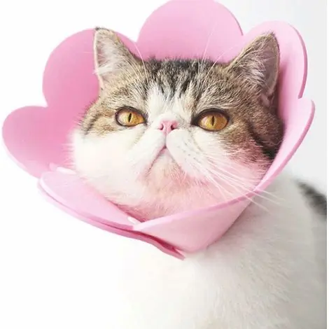 Collier Anti-Léchage pour Chat Protection Élisabéthaine Plastique Souple Rose Taille Grande-ULISEM - Qualité professionnelle
