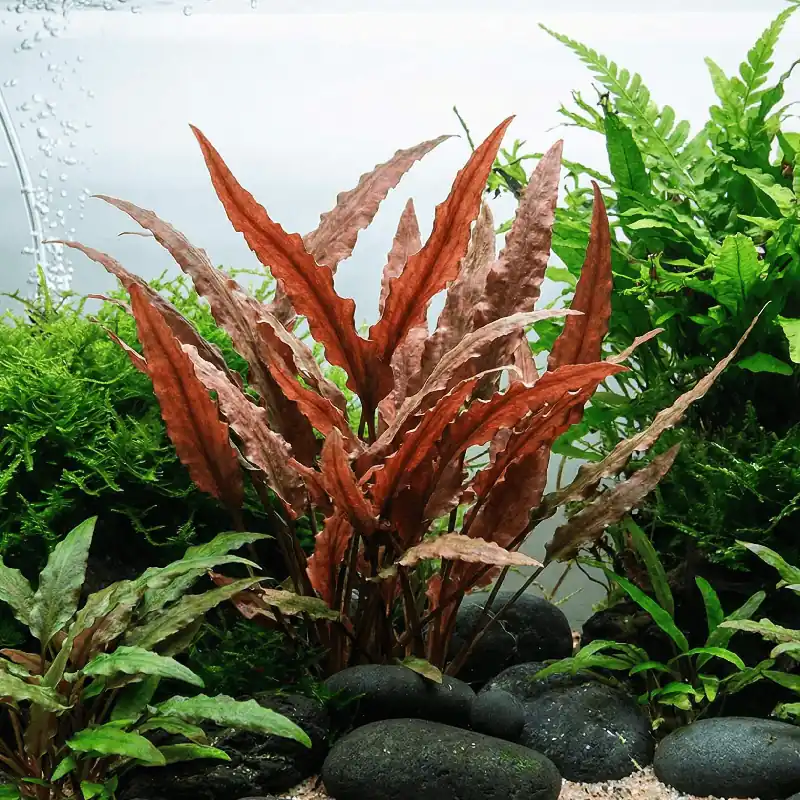 Profitez-en | 1-2-GROW ! Cryptocoryne undulatus ‘Red‘ (cryptocoryne rouge)