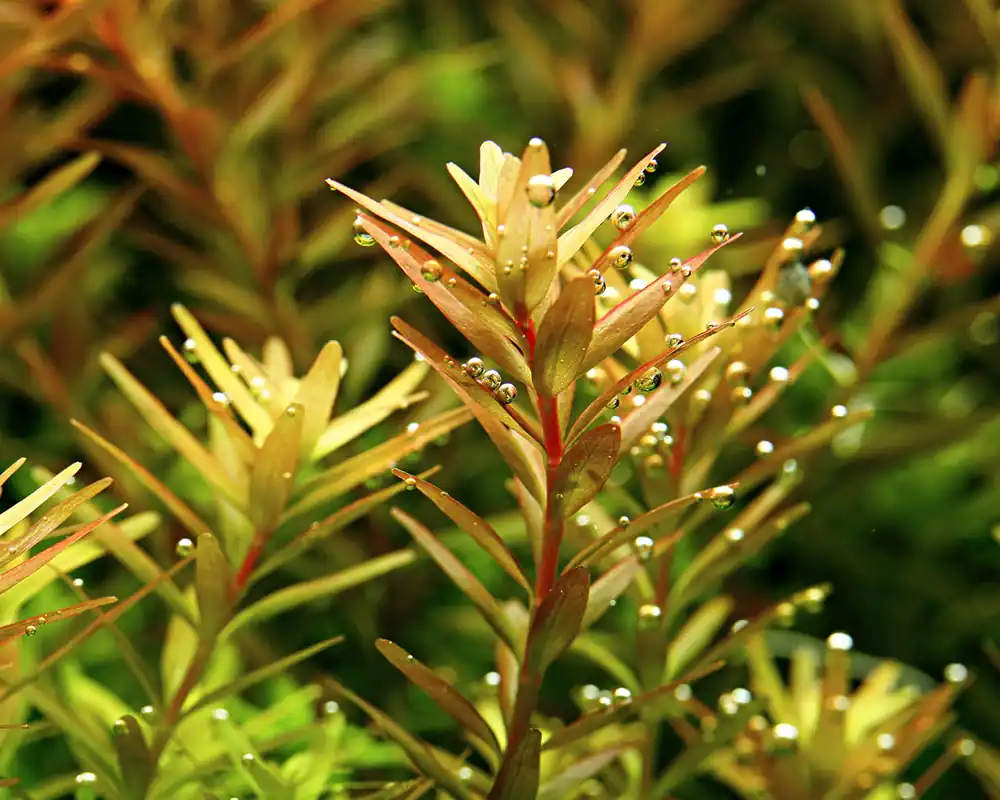 Rotala rotundifolia - Pot Tropica | Bon prix