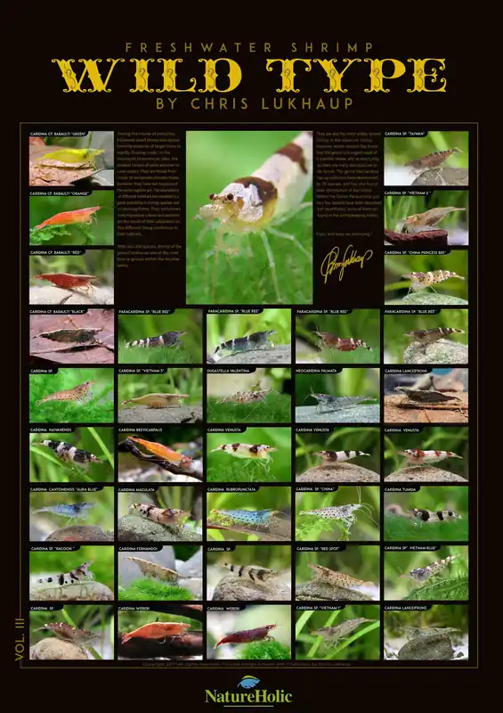 Dernière chance - Freshwater Shrimp WILD TYPE VOL. III - Poster by Chris Lukhaup