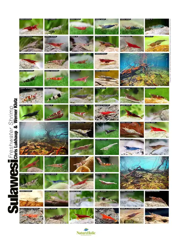 Bon prix | Sulawesi Freschwater Shrimp - Poster by Chris Lukhaup