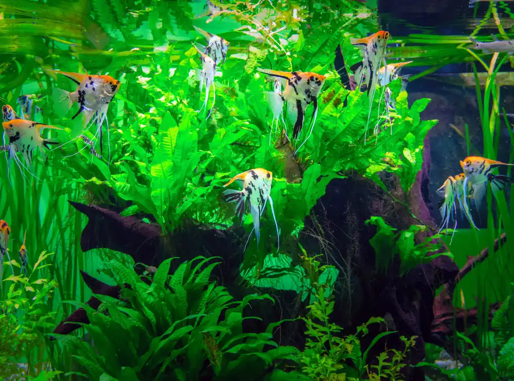 Cichlidés Heaven - Set de plantes aquatiques pour perches - 8 plantes - Se termine bientôt